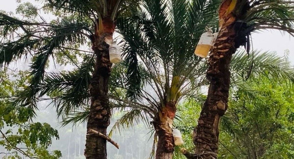 পর্যটকদের টানছে নিঝুম দ্বীপের খেজুর গুড়
