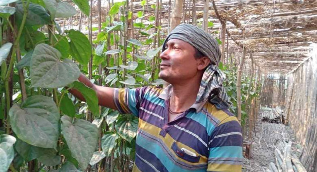 রপ্তানি হচ্ছে বালিয়াকান্দির পান