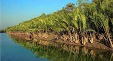 সুন্দরবনে গোলপাতা আহরণ মৌসুম শুরু