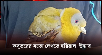 অসুস্থ হরিয়াল উদ্ধার করে চিকিৎসায় পাঠালো ট্যুরিস্ট পুলিশ